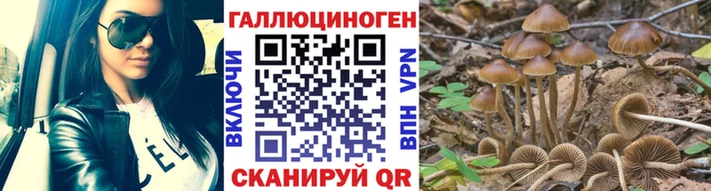 Галлюциногенные грибы Psilocybe  блэк спрут сайт  Аркадак 